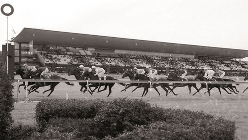 Un hippodrome fantôme sous le feu des projecteurs - Conseil ...