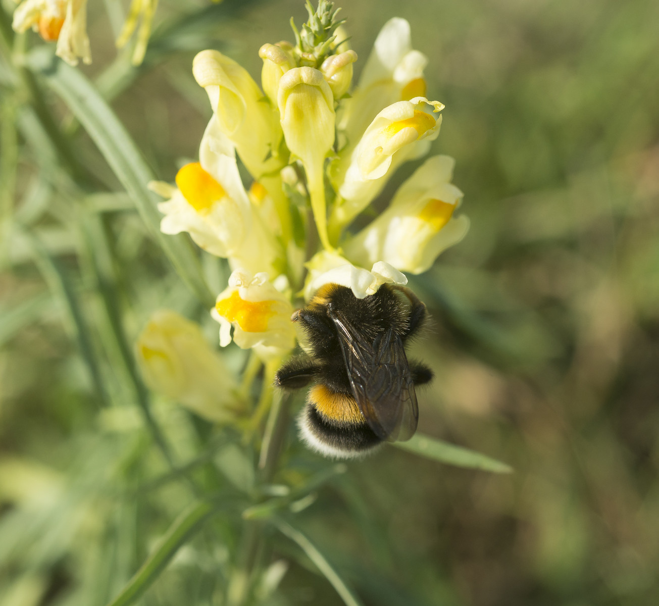 Conférence : Les Insectes Pollinisateurs - Conseil Départemental De L 